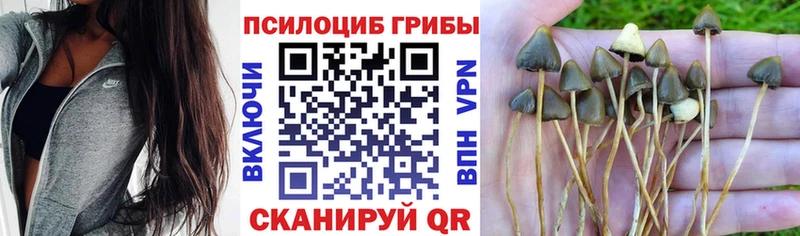 OMG ссылки  Закаменск  Галлюциногенные грибы Psilocybe 
